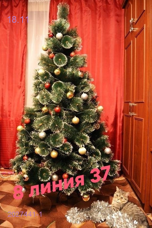 Новогодние Сосны 2027441-1